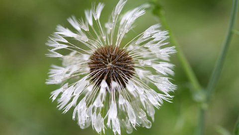 Обои цветок, капли, одуванчик, пушинки, былинки, flower, drops, dandelion, fuzzes, blade разрешение 2560x1600 Загрузить