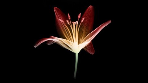 Обои свет, цветок, лепестки, черный фон, стебель, light, flower, petals, black background, stem разрешение 1920x1200 Загрузить