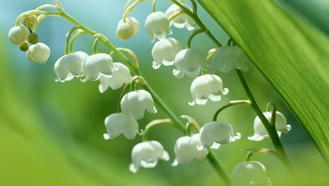 Обои цветы, ландыши, белые, flowers, lilies of the valley, white разрешение 2560x1920 Загрузить