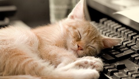 Обои кот, кошка, котенок, спит, клавиатура, рыжий, cat, kitty, sleeping, keyboard, red разрешение 1920x1200 Загрузить