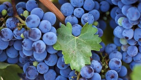 Обои макро, виноград, лист, кисть, гроздь, macro, grapes, sheet, brush, bunch разрешение 2048x1495 Загрузить