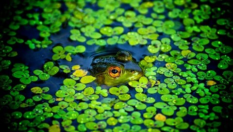 Обои пруд, лягушки, ряска, pond, frogs, duckweed разрешение 2048x1280 Загрузить