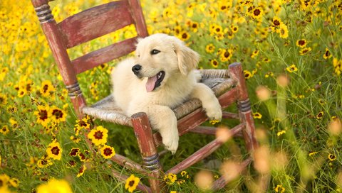 Обои цветы, природа, поле, собака, стул, щенок, золотистый ретривер, flowers, nature, field, dog, chair, puppy, golden retriever разрешение 1920x1080 Загрузить