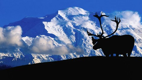 Обои облака, горы, олень, рога, дикая природа, снежные вершины, clouds, mountains, deer, horns, wildlife, snowy peaks разрешение 1920x1080 Загрузить