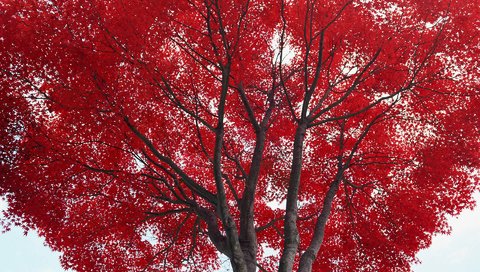 Обои дерево, листья, осень, красные, tree, leaves, autumn, red разрешение 1920x1200 Загрузить