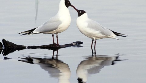 Обои вода, отражение, птицы, клюв, перья, чайки, water, reflection, birds, beak, feathers, seagulls разрешение 1920x1200 Загрузить