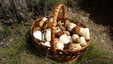 Обои трава, грибы, корзинка, лукошко, белые грибы, grass, mushrooms, basket, white mushrooms разрешение 1920x1200 Загрузить