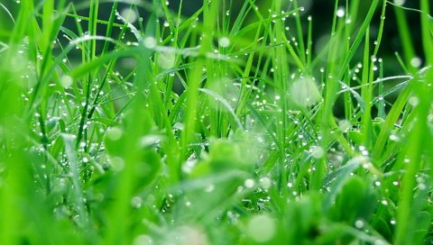 Обои трава, природа, зелень, роса, капли, grass, nature, greens, rosa, drops разрешение 1920x1440 Загрузить