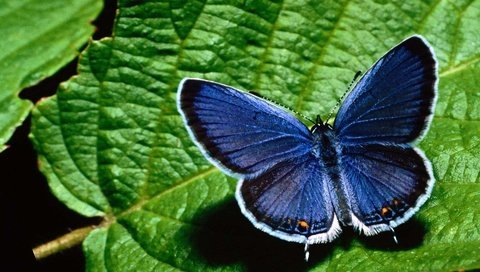 Обои макро, насекомое, бабочка, крылья, листик, macro, insect, butterfly, wings, leaf разрешение 1920x1200 Загрузить