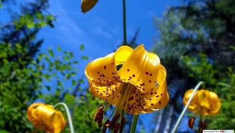 Обои небо, цветы, лепестки, тычинки, лилии, желтые, the sky, flowers, petals, stamens, lily, yellow разрешение 1920x1080 Загрузить