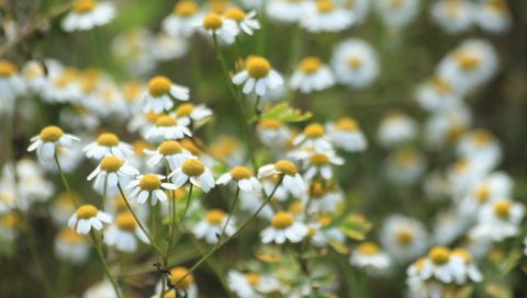 Обои цветы, природа, ромашки, белые, flowers, nature, chamomile, white разрешение 2560x1600 Загрузить