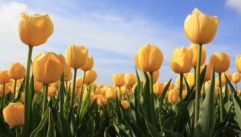 Обои zheltyj, небо, цветы, облака, бутоны, лепестки, тюльпаны, желтые, cvety, tyulpany, the sky, flowers, clouds, buds, petals, tulips, yellow разрешение 2560x1600 Загрузить