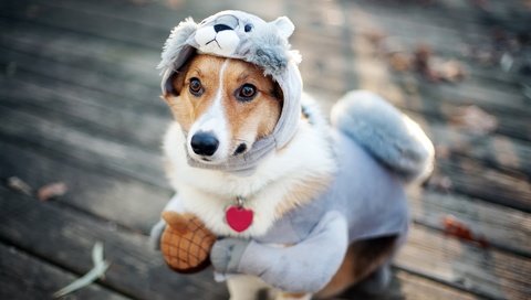 Обои взгляд, собака, костюм, белка, маскировка, look, dog, costume, protein, disguise разрешение 1920x1200 Загрузить