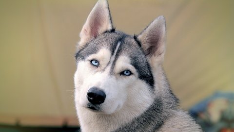 Обои морда, собака, хаски, голубые глаза, сибирский хаски, face, dog, husky, blue eyes, siberian husky разрешение 2560x1600 Загрузить