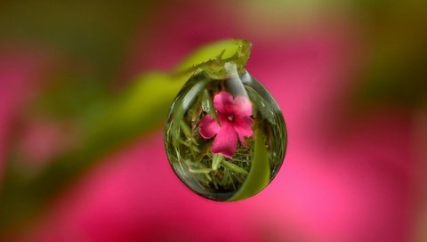 Обои трава, стебель, вода, природа, цветок, роса, капля, листок, розовый, grass, stem, water, nature, flower, rosa, drop, leaf, pink разрешение 2048x1588 Загрузить