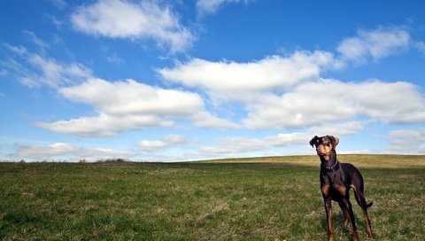 Обои облака, поле, собака, доберман, clouds, field, dog, doberman разрешение 2560x1600 Загрузить