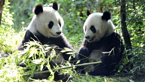 Обои листья, панды, бамбуковый медведь, большая панда, leaves, panda, bamboo bear, the giant panda разрешение 2048x1337 Загрузить