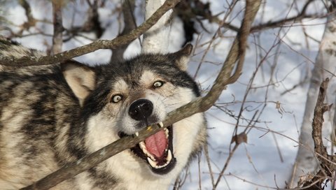 Обои ветка, снег, лес, зима, хищник, зубы, оскал, волк, branch, snow, forest, winter, predator, teeth, grin, wolf разрешение 1920x1200 Загрузить