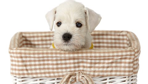 Обои взгляд, белый, собака, щенок, корзинка, милый щенок, look, white, dog, puppy, basket, cute puppy разрешение 2880x1800 Загрузить