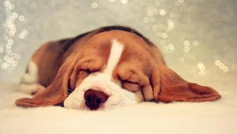 Обои мордочка, сон, собака, щенок, отдых, уши, бигль, muzzle, sleep, dog, puppy, stay, ears, beagle разрешение 1920x1200 Загрузить