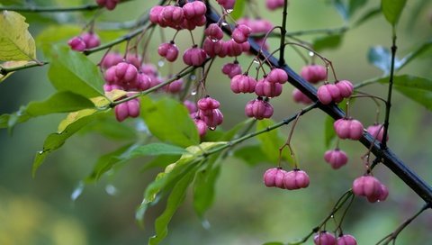 Обои ветка, цветки, листья, ягоды.листья, макро, капли, ягода, дождь, куст, плоды, branch, flowers, leaves, berries.leaves, macro, drops, berry, rain, bush, fruit разрешение 2880x1800 Загрузить