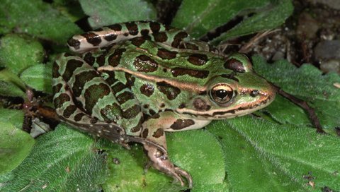 Обои вода, листья, макро, лягушка, пруд, зеленая, water, leaves, macro, frog, pond, green разрешение 2560x1600 Загрузить