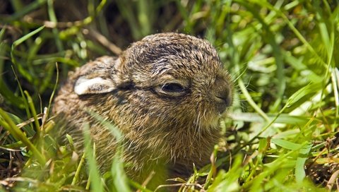 Обои трава, природа, животные, малыш, зайцы, зайчонок, grass, nature, animals, baby, rabbits, hare разрешение 3600x2400 Загрузить