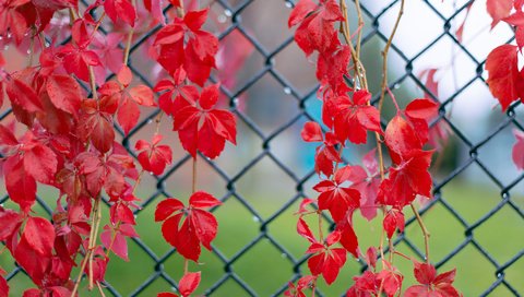 Обои листья, красные, капельки, после дождя, веточки, плющ, leaves, red, droplets, after the rain, twigs, ivy разрешение 1920x1200 Загрузить