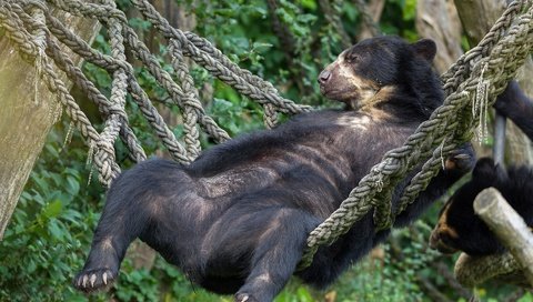 Обои медведь, отдых, гамак, расслабон, очковый медведь, bear, stay, hammock, chill, spectacled bear разрешение 1920x1200 Загрузить