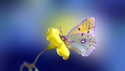 Обои желтый, фон, цветок, бабочка, yellow, background, flower, butterfly разрешение 2560x1600 Загрузить