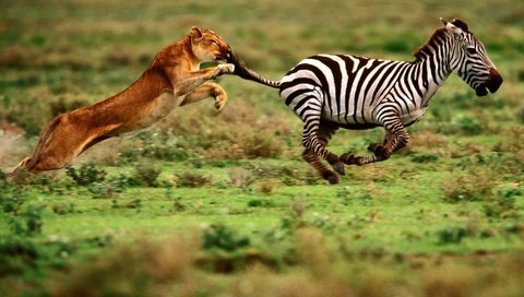Обои зебра, преследование, еда, скорость, хищник, мощь, охота, львица, ловкость, zebra, prosecution, food, speed, predator, power, hunting, lioness, dexterity разрешение 1920x1200 Загрузить