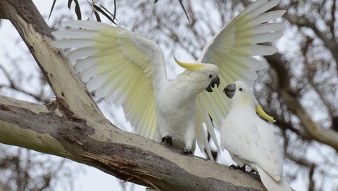 Обои ветка, птицы, попугай, большой желтохохлый какаду, branch, birds, parrot, big jeltuhay cockatoo разрешение 1920x1200 Загрузить