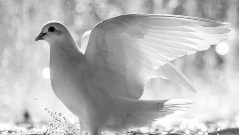 Обои вода, крылья, белый, брызги, птица, перья, голубь, water, wings, white, squirt, bird, feathers, dove разрешение 1920x1200 Загрузить