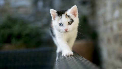 Обои глаза, кот, кошка, котенок, гетерохромия, два разных, eyes, cat, kitty, heterochromia, two different разрешение 1920x1080 Загрузить