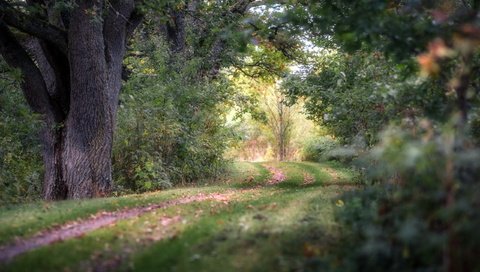 Обои дорога, природа, лес, road, nature, forest разрешение 2560x1600 Загрузить