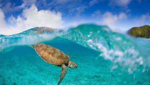 Обои черепаха, океан, подводный мир, turtle, the ocean, underwater world разрешение 2000x1333 Загрузить