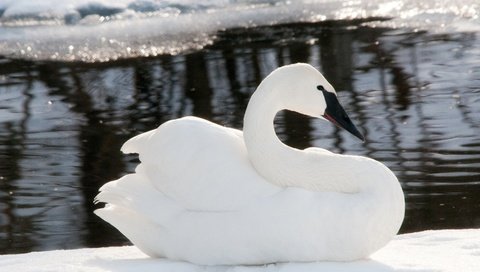 Обои снег, зима, лёд, птицы, лебедь, snow, winter, ice, birds, swan разрешение 4288x2848 Загрузить