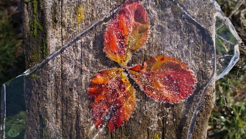 Обои природа, листья, иней, лёд, nature, leaves, frost, ice разрешение 4912x2760 Загрузить