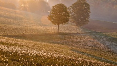 Обои закат, пейзаж, поле, одуванчики, sunset, landscape, field, dandelions разрешение 1920x1200 Загрузить