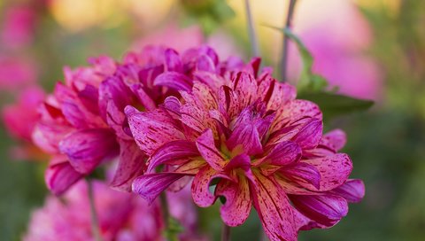 Обои цветы, макро, георгины, flowers, macro, dahlias разрешение 2048x1365 Загрузить