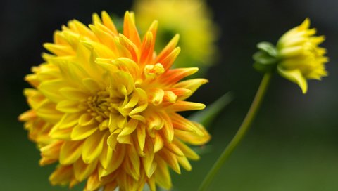 Обои цветы, желтый, лепестки, георгин, flowers, yellow, petals, dahlia разрешение 2048x1345 Загрузить