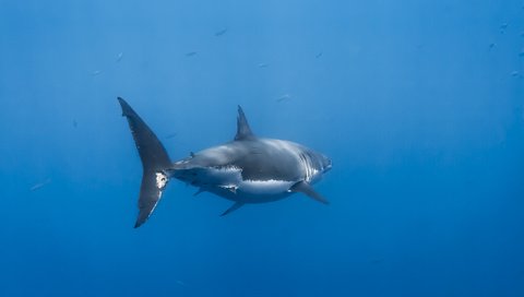 Обои вода, акула, подводный мир, water, shark, underwater world разрешение 3456x2304 Загрузить