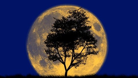 Обои дерево, луна, силуэт, большая, и, tree, the moon, silhouette, large, and разрешение 1920x1200 Загрузить