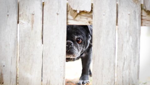 Обои забор, дырка, французский бульдог, the fence, hole, french bulldog разрешение 2048x1319 Загрузить