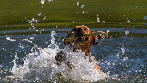 Обои морда, пасть, вода, собака, водоем, брызги, движение, игра, палка, face, mouth, water, dog, pond, squirt, movement, the game, stick разрешение 2800x1800 Загрузить