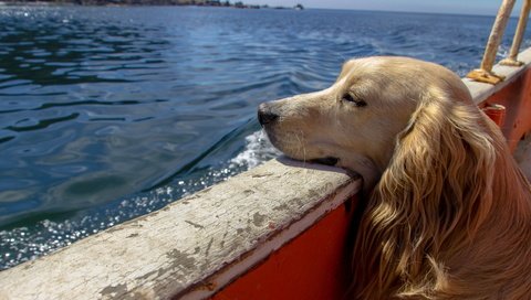 Обои вода, собака, лодка, сеттер, water, dog, boat, setter разрешение 2560x1600 Загрузить