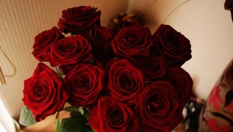 Обои цветы, роза, красная, красная роза, flowers, rose, red, red rose разрешение 2560x1600 Загрузить