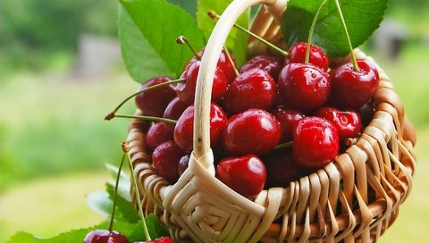 Обои черешня, ягоды, лесные ягоды, вишня, корзинка, вишенка, парное, сладенько, cherry, berries, basket, fresh, sweet разрешение 3000x2593 Загрузить