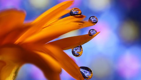 Обои макро, цветок, капли, оранжевый, боке, гербера, macro, flower, drops, orange, bokeh, gerbera разрешение 2048x1317 Загрузить