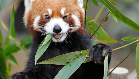 Обои природа, листва, бамбук, животное, красная панда, nature, foliage, bamboo, animal, red panda разрешение 2048x1536 Загрузить